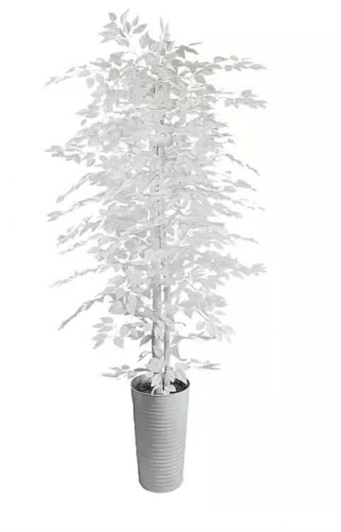 White Ficus Tree 7.5'  Decorative White Metal Pot